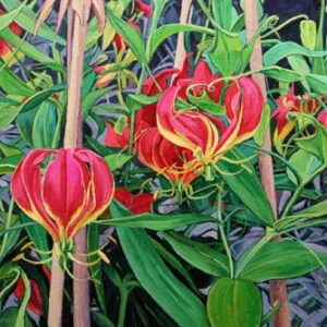 Gloriosa Lilly